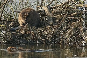 Biber auf der Biberburg Ein Biber sitzt auf seiner Biberburg, ein anderer schwimmt im Wasser vorbei.