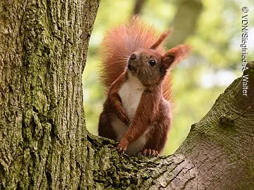 Eichhörnchen Ein Eichhörnchen sitzt auf einem Baum und blickt nach oben.