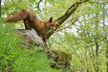 Rotfuchs Ein Fuchs auf Klettertour im Wald.