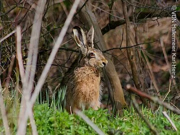 Feldhase Ein Feldhase verharrt auf der Wiese kurz bevor er das schützende Gebüsch erreicht.