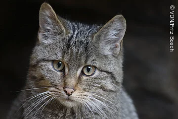 Junge Wildkatze Der Kopf einer jungen Wildkatze ist zu sehen. Sie blickt in die Kamera.