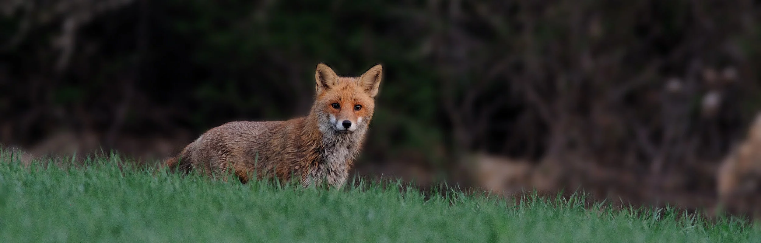 Ein Fuchs steht im Feld vor einem Waldrand.