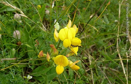 Gewöhnlicher Hornklee Gewöhnlicher Hornklee
