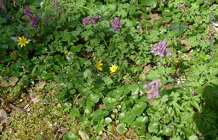 Hohler Lerchensporn Hohler Lerchensporn