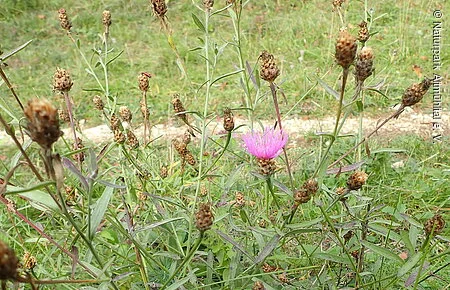 Wiesen-Flockenblume Wiesen-Flockenblume