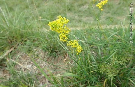 Echtes Labkraut Echtes Labkraut