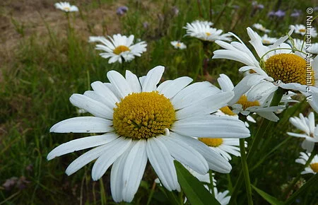 Wiesen-Margerite Wiesen-Margerite