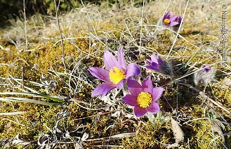 Küchenschelle