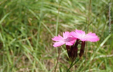 Karthäusernelke