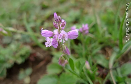 Schopfiges Kreuzblümchen