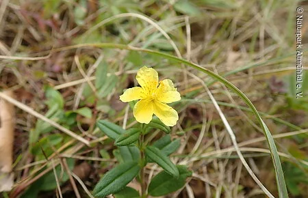 Sonnenröschen