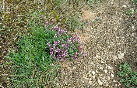 Thymian