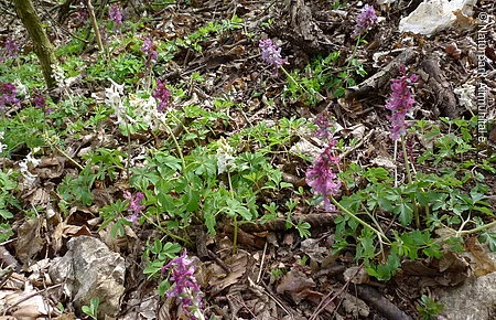 Hohler Lerchensporn Hohler Lerchensporn