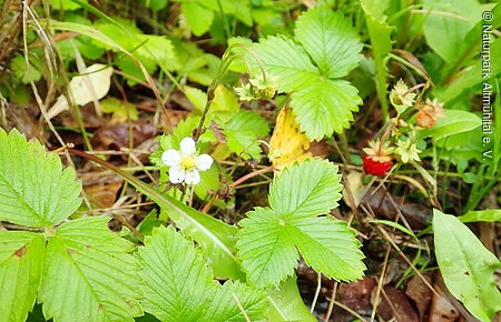 Wald-Erdbeere Wald-Erdbeere