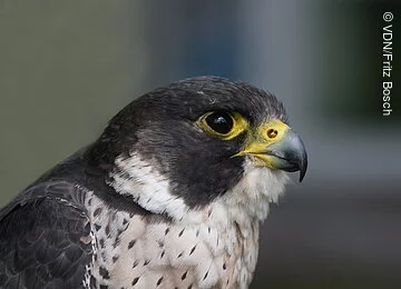 Wanderfalke Wanderfalke