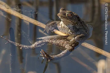 Erdkröte lustige Erdkröte im Wasser