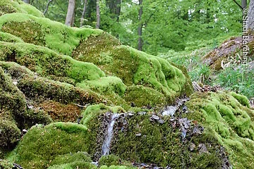 Am Wanderweg Nr. 4