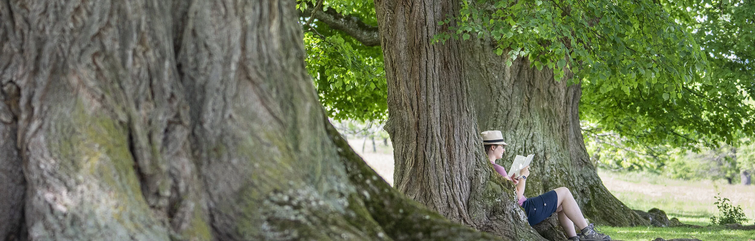 Naturschutzgebiet Buchleite bei Markt Berolzheim