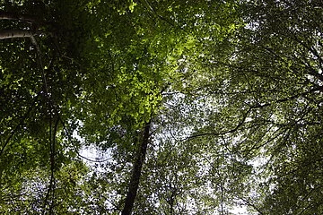 Buchenmischwald Blick nach oben