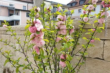 Mandelblüte im Biotopgarten