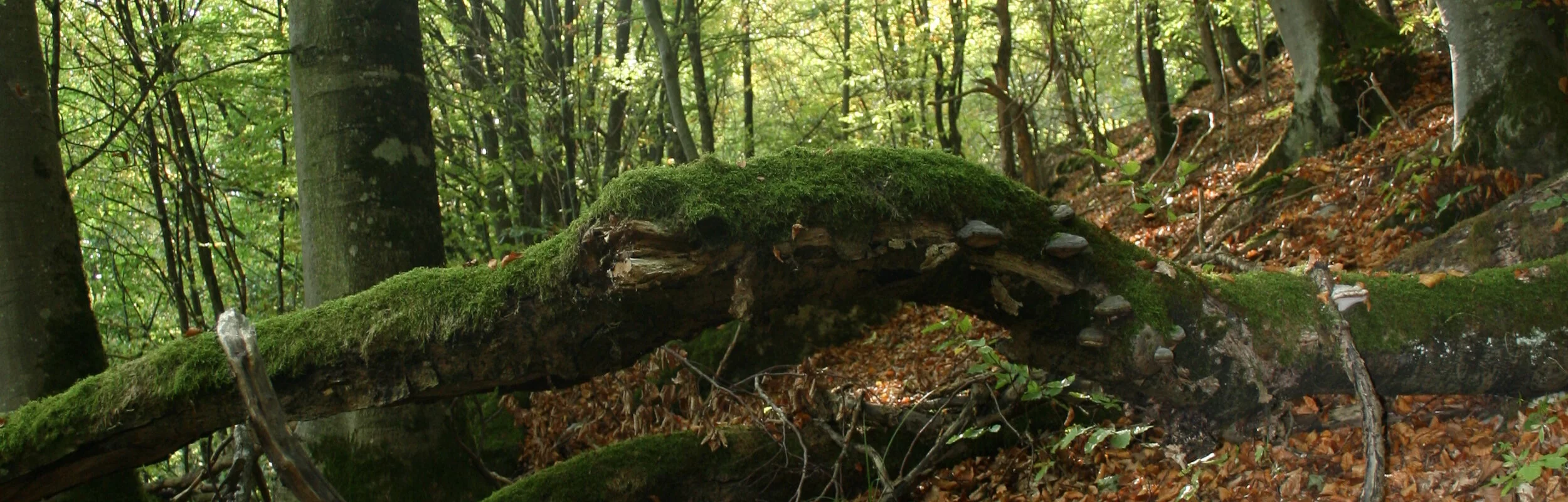 Seit 2011 sind die naturnahen Buchenwälder Europas als UNESCO Weltnaturerbe geschützt. Auch im Naturpark Altmühltal gibt es Reste solcher naturnahen Buchenwälder. Der Beixenhart ist ein etwa 54 Hektar großes Naturwaldreservat. Um den Wald in seinem naturnahen Zustand zu erhalten und sogar wieder zu einem Urwald werden zu lassen, wird in diesem Waldgebiet jegliche Nutzung unterlassen; nicht einmal abgestorbene oder vom Sturm umgestürzte Bäume werden aufgearbeitet. Auf dem Jägersteig führt der Weg durch einen "Urwald" mit hohem Totholzbestand und mächtigen Buchen, entlang an steilen Felsvorsprüngen, geschaffen durch die Urdonau, mit einem wunderbaren Blick ins Wellheimer Trockental.