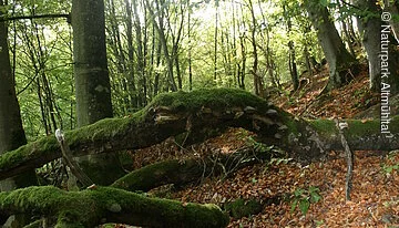 Buchenwald Beixenhart (Naturwaldreservat) Seit 2011 sind die naturnahen Buchenwälder Europas als UNESCO Weltnaturerbe geschützt. Auch im Naturpark Altmühltal gibt es Reste solcher naturnahen Buchenwälder. Der Beixenhart ist ein etwa 54 Hektar großes Naturwaldreservat. Um den Wald in seinem naturnahen Zustand zu erhalten und sogar wieder zu einem Urwald werden zu lassen, wird in diesem Waldgebiet jegliche Nutzung unterlassen; nicht einmal abgestorbene oder vom Sturm umgestürzte Bäume werden aufgearbeitet. Auf dem Jägersteig führt der Weg durch einen "Urwald" mit hohem Totholzbestand und mächtigen Buchen, entlang an steilen Felsvorsprüngen, geschaffen durch die Urdonau, mit einem wunderbaren Blick ins Wellheimer Trockental.