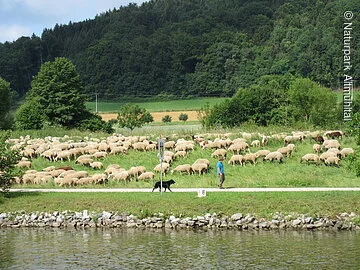 Schafherde am Kanal Schafherde am Kanal zwischen Beilngries und Berching
