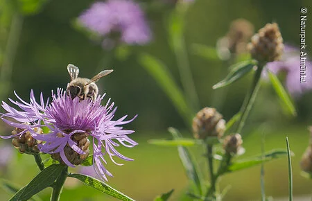 Blüten Nusshausen, unterhalb Burg Prunn