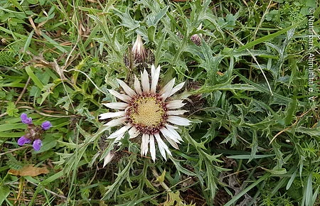 Silberdistel Silberdistel