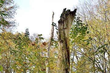 Totholz im Naturschutzgebiet Laubenbuch