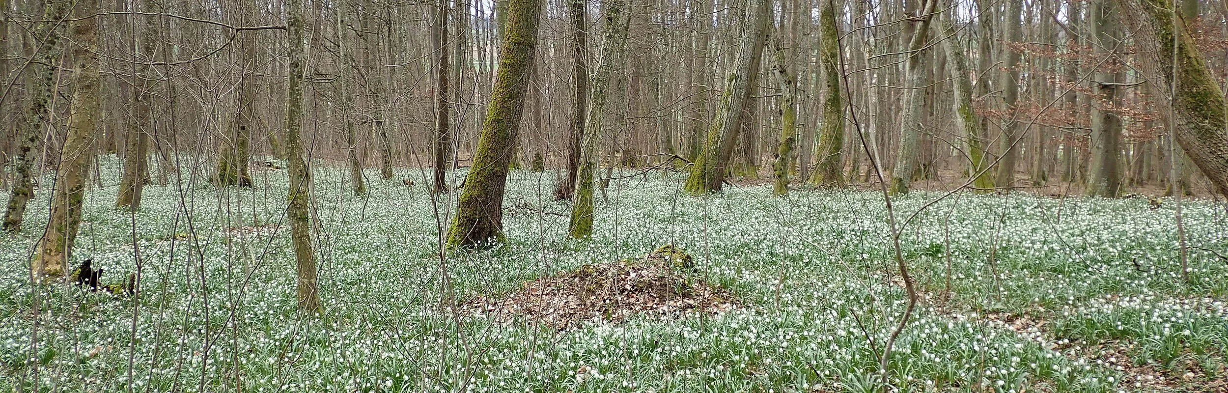 Märzenbecherwald