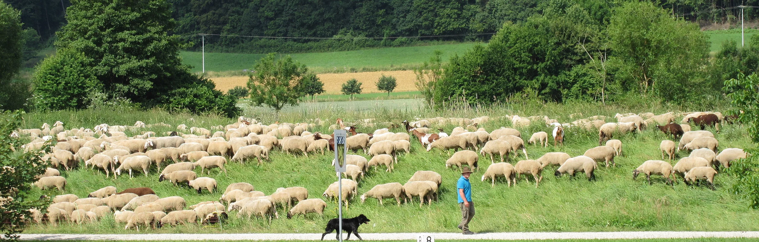 Schafherde am Kanal zwischen Beilngries und Berching