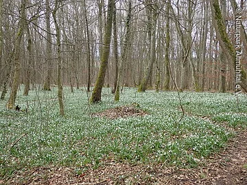 NSG Märzenbecherwald Ettenstatt Märzenbecherwald