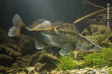 Zander