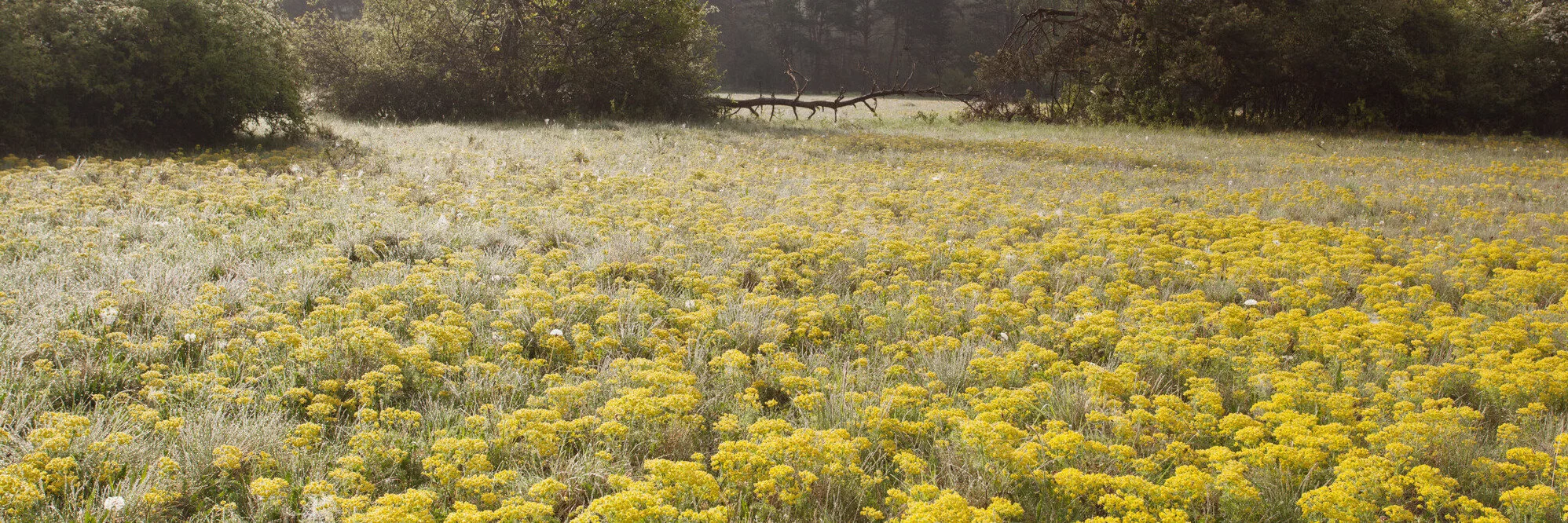 Blumenwiese am Waldlehrpfad