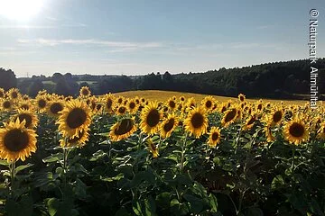 Ein ganzes Feld voller Sonnenblumen erstrahlt im Sommer bei Böhmfeld
