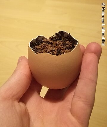 Kresse Ei anpflanzen